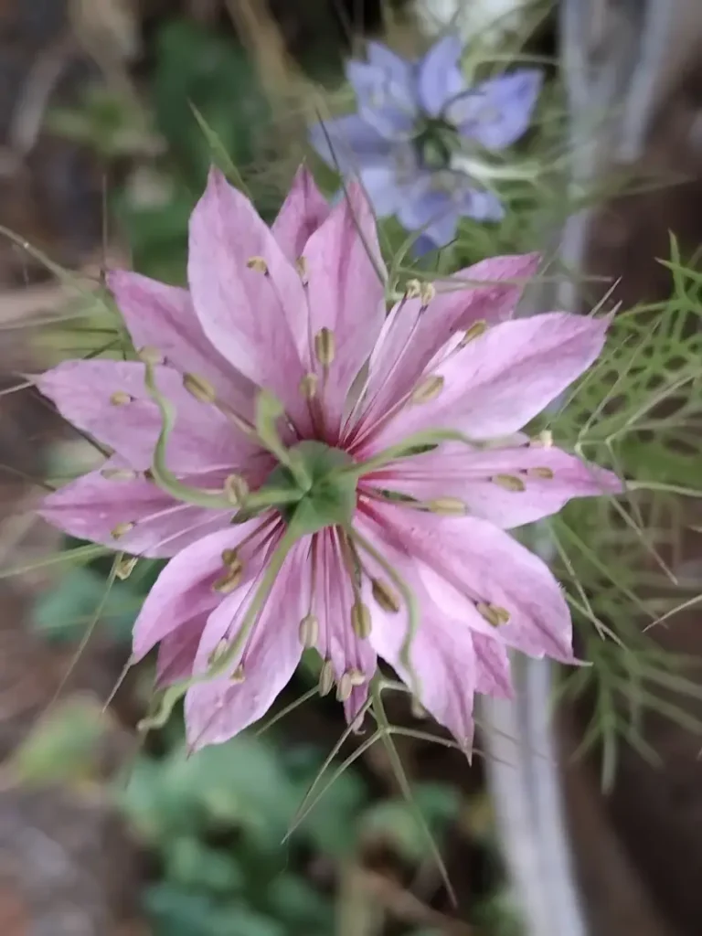 meditation énergéticienne Patricia Magnani 77320 Seine et marne Saint martin des champs